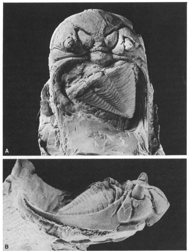 图1. Toxochasmops extensus (Boeck, 1838), PMO 94322, 中奥陶, 挪威奥斯陆峡湾Bjorkoya的上Chasmops灰岩 . X 1.5. A. 背视. B. 侧视.