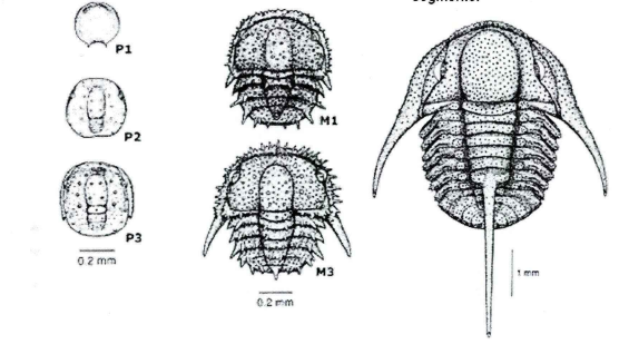 三叶虫进化图谱图片